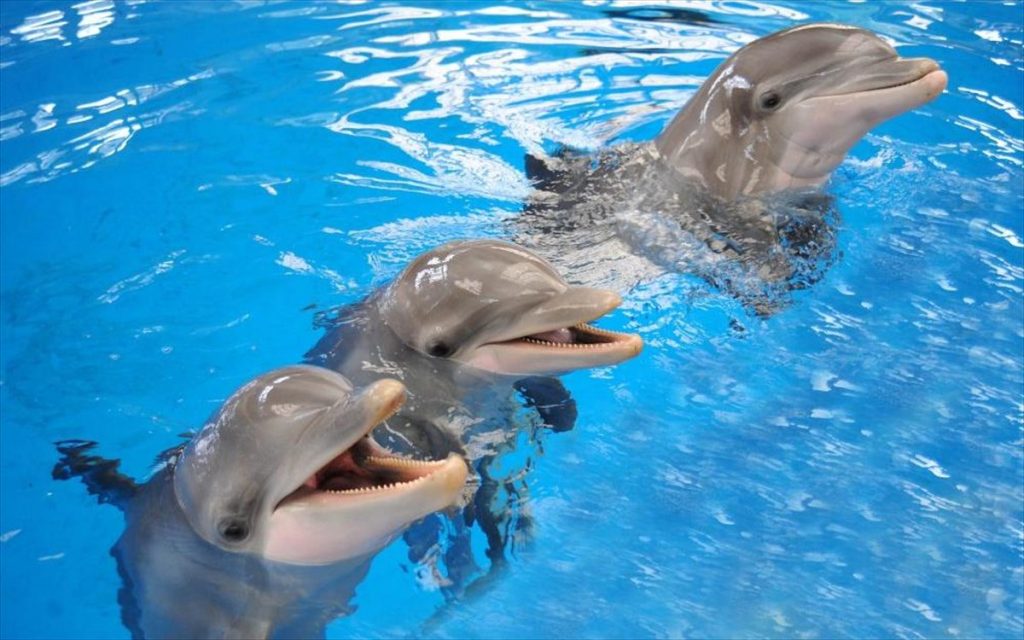 Μοναδική στιγμή: Δελφίνια εμφανίστηκαν σε παραλία της Εύβοιας (βίντεο)