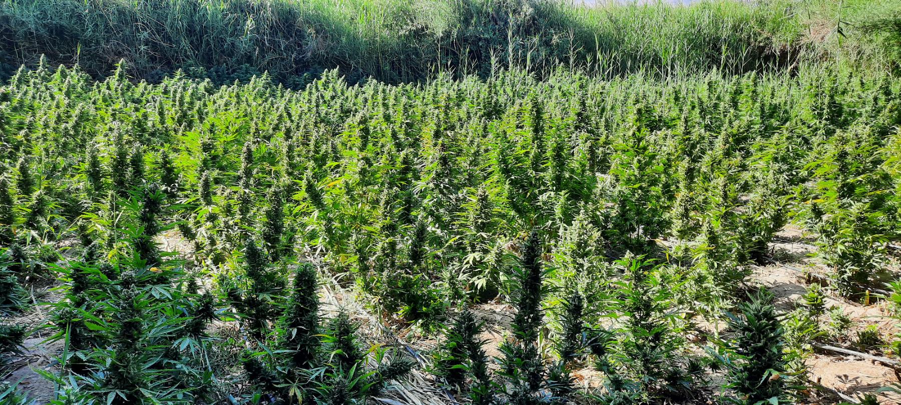 Ηράκλειο: Κατασχέθηκε μεγάλη φυτεία κάνναβης με 1.150 δενδρύλλια