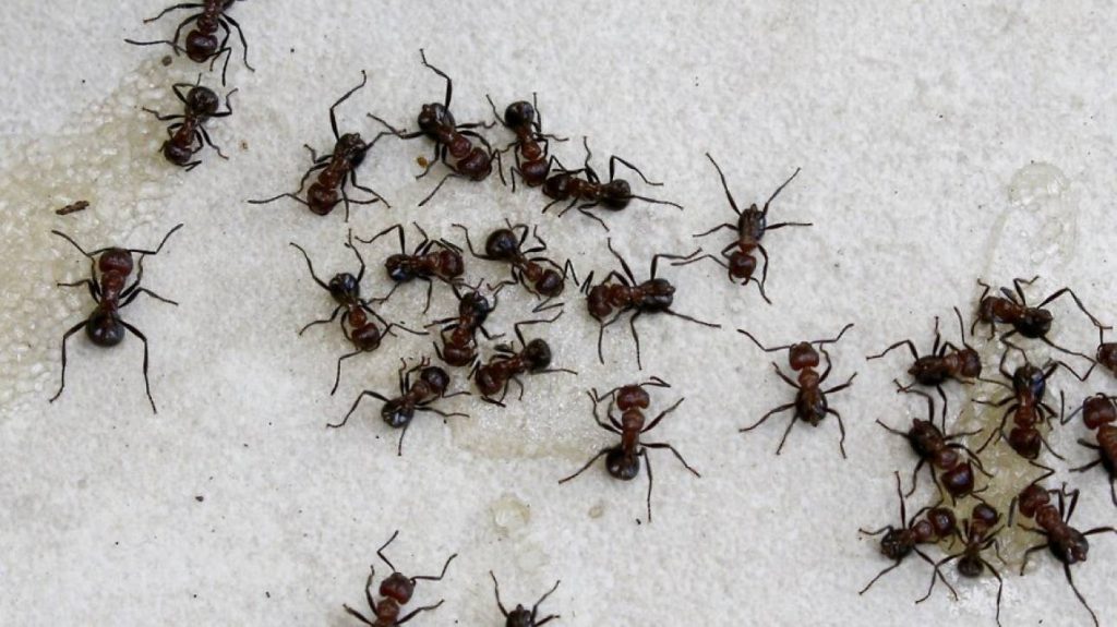 Δεν πάει ο νους σας – Τελικά πόσα μυρμήγκια υπάρχουν στη Γη;