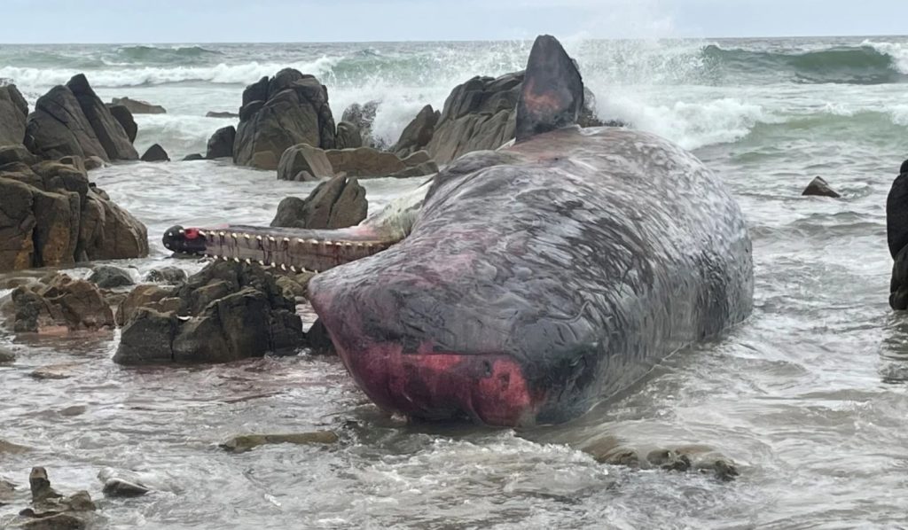 Συγκλονιστικές εικόνες: Πάνω από 200 φάλαινες ξεβράστηκαν σε παραλία της Τασμανίας (φωτό-βίντεο)