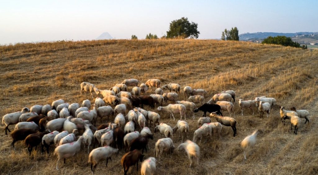 Κύπρος: 65χρονος καταδικάστηκε σε φυλάκιση 9 μηνών για κτηνοβασία