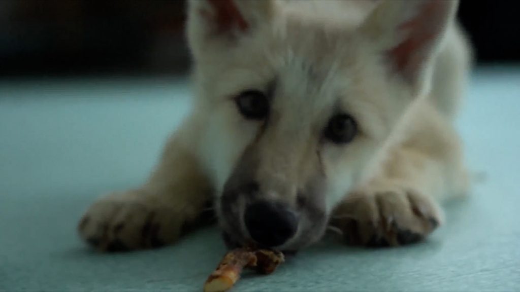 Κίνα: Πολική λύκαινα γεννήθηκε με τη μέθοδο της κλωνοποίησης  