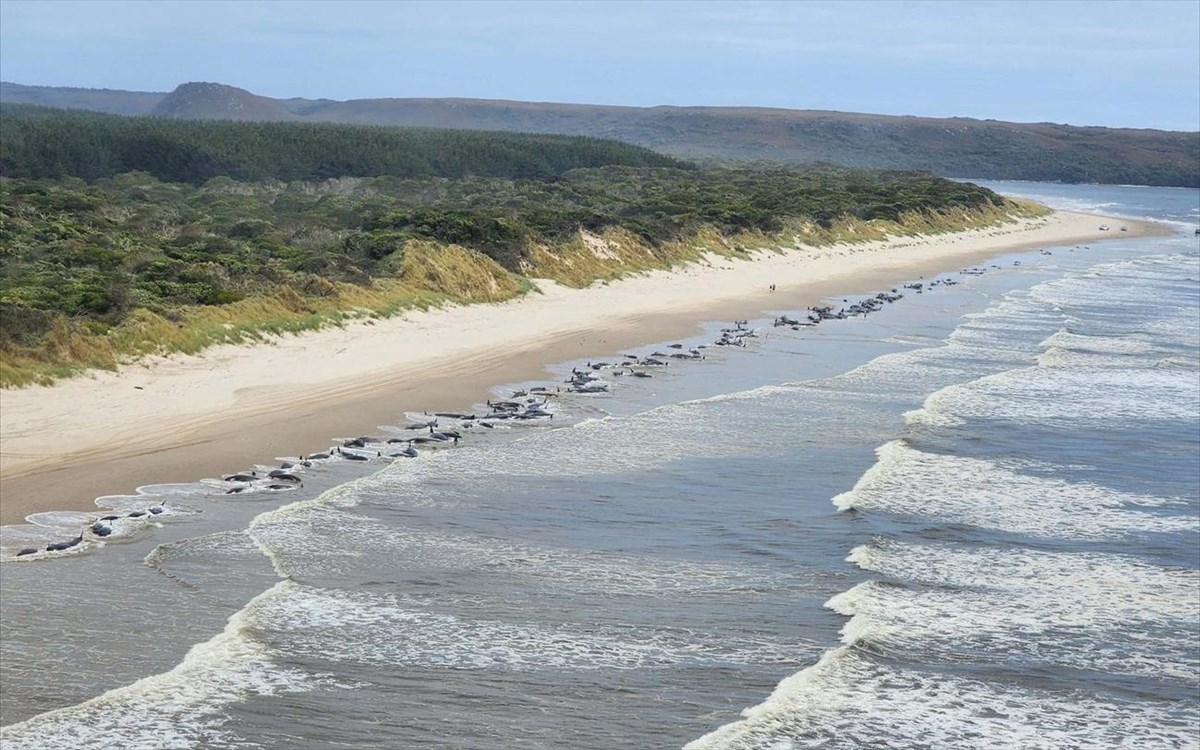 Αυστραλία: Νεκρές 200 φάλαινες που εξόκειλαν σε ακτή της Τασμανίας (βίντεο)