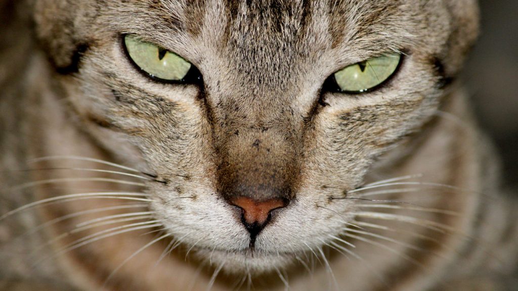 Γάτος – «προστάτης» έσωσε 42χρονη από καρδιακή προσβολή