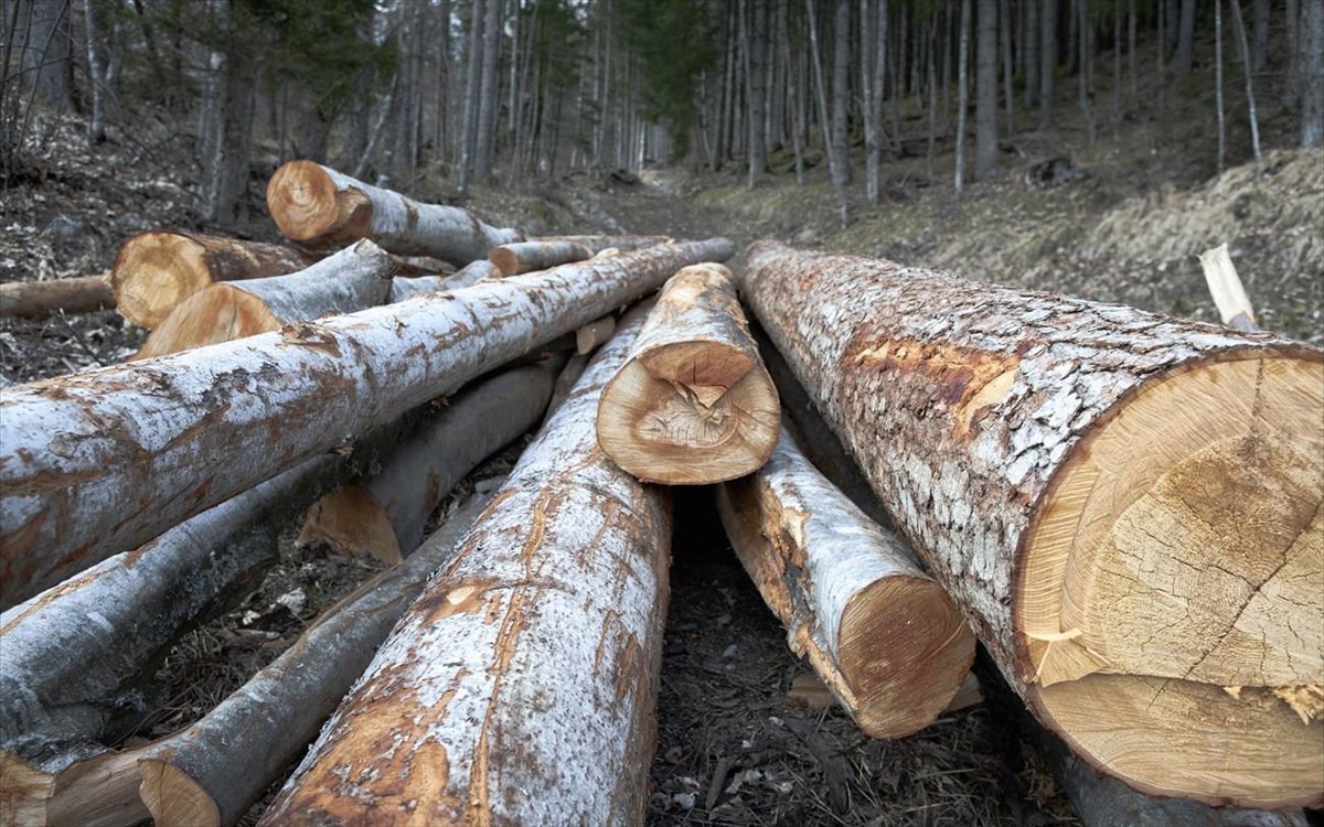 Χρηματοδότηση για την υλοτόμηση ξυλείας από το υπουργείο Περιβάλλοντος και Ενέργειας