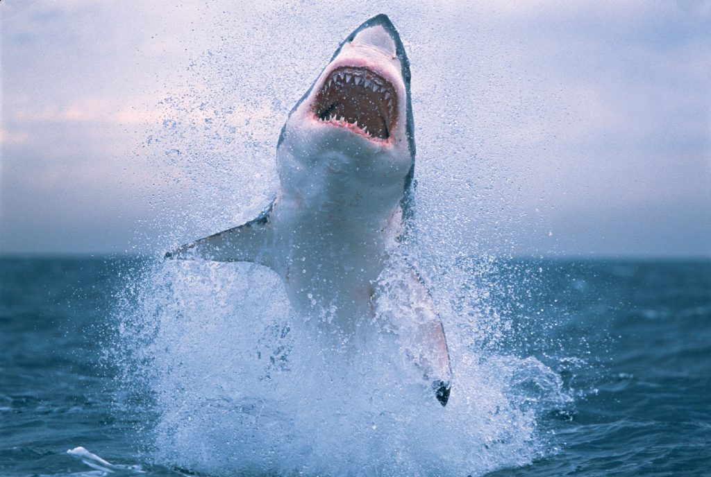 Συγκλονιστικό: Είδε μπροστά της καρχαρία, έμεινε ψύχαριμη και τον… χαΐδεψε (βίντεο)