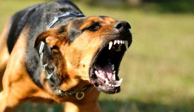 Πανικός στη Χαλκίδα: Αδέσποτος σκύλος δάγκωσε και προσπάθησε να πνίξει κατοικίδιο