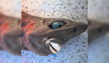 Αυστραλία: Καρχαρίας με… χαμόγελο που «σκοτώνει» – Οι επιστήμονες δυσκολεύονται να βρουν σε ποιο είδος ανήκει
