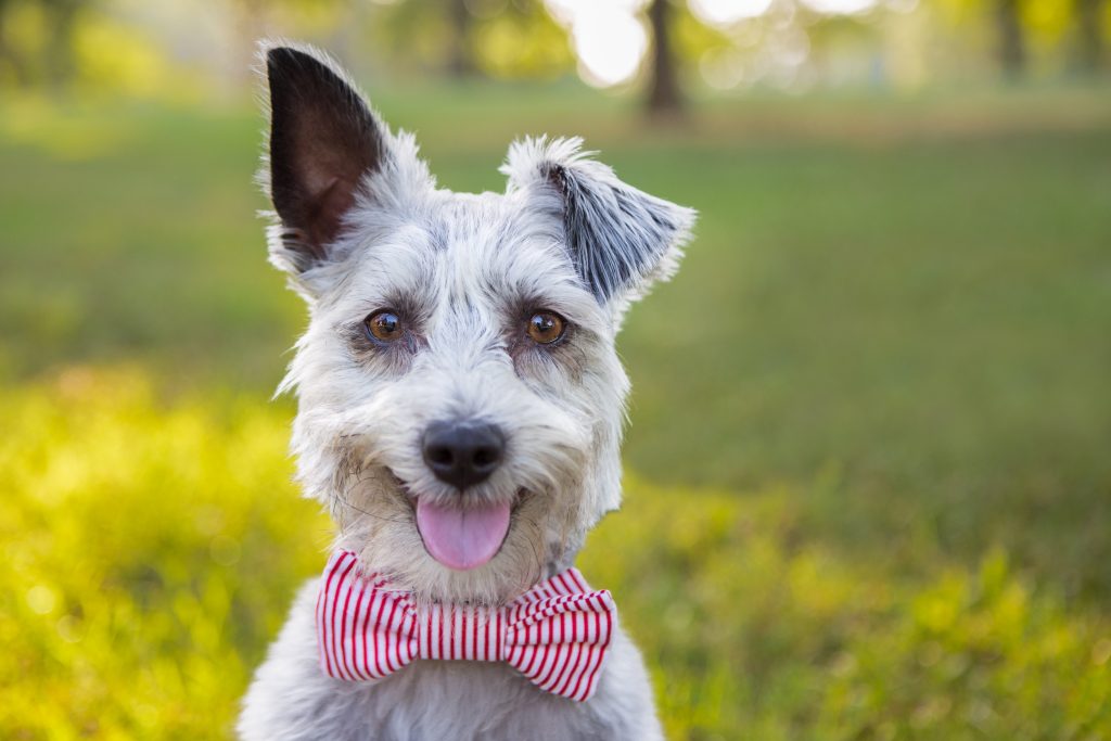 Κτηνίατρος αποκαλύπτει τους λόγους που δεν θα έπαιρνε ποτέ αυτές τις 5 ράτσες σκύλων και γίνεται viral