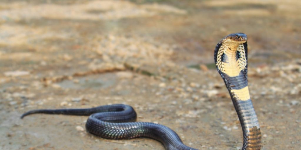 Απίστευτο: Κόμπρα στην Ινδία κατάπιε ολόκληρο φίδι – Αναγκάστηκε να το φτύσει (βίντεο)