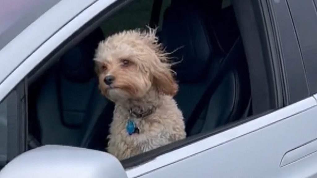 Tesla: Έβαλαν σκύλο να οδηγήσει με το Autopilot (βίντεο)