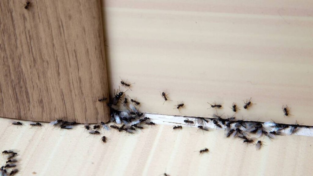 Δείτε τι πρέπει να κάνετε για να απομακρύνετε τα μυρμήγκια από το σπίτι
