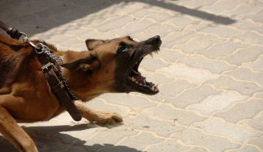 Σοκάρει η νέα επίθεση σκύλου σε 35χρονη στη Λαμία: «Με άρπαξε στα δόντια του & με χτυπούσε στο πεζοδρόμιο»