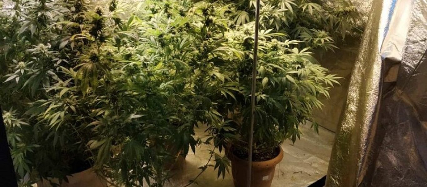 Κέρκυρα: Άνδρας καλλιεργούσε χασισόδεντρα δίπλα στα δικαστήρια