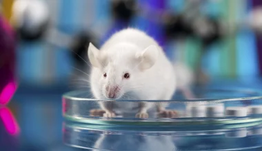 Νανορομπότ «κολυμπούν» στους πνεύμονες και θεραπεύουν θανατηφόρα πνευμονία σε ποντίκια
