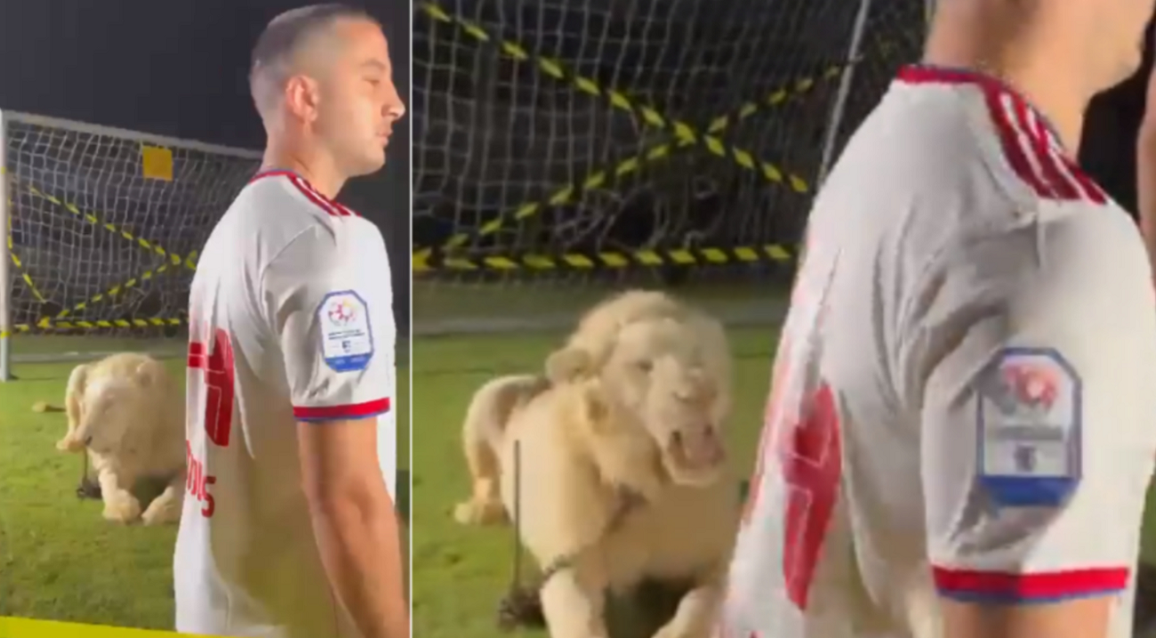 Έξαλλος ο ιδιοκτήτης του λιονταριού με τον K.Μανωλά (βίντεο)