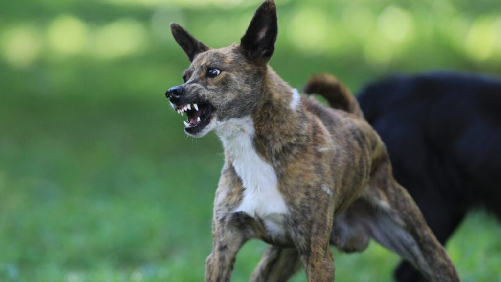 Ζάκυνθος: Αδέσποτα σκυλιά επιτέθηκαν σε ανήλικο μέσα στη θάλασσα