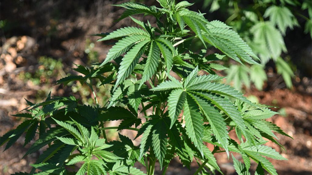 Κρήτη: Εντοπίστηκε φυτεία κάνναβης στα Σφακιά με περισσότερα από 1.500 δενδρύλλια (βίντεο)