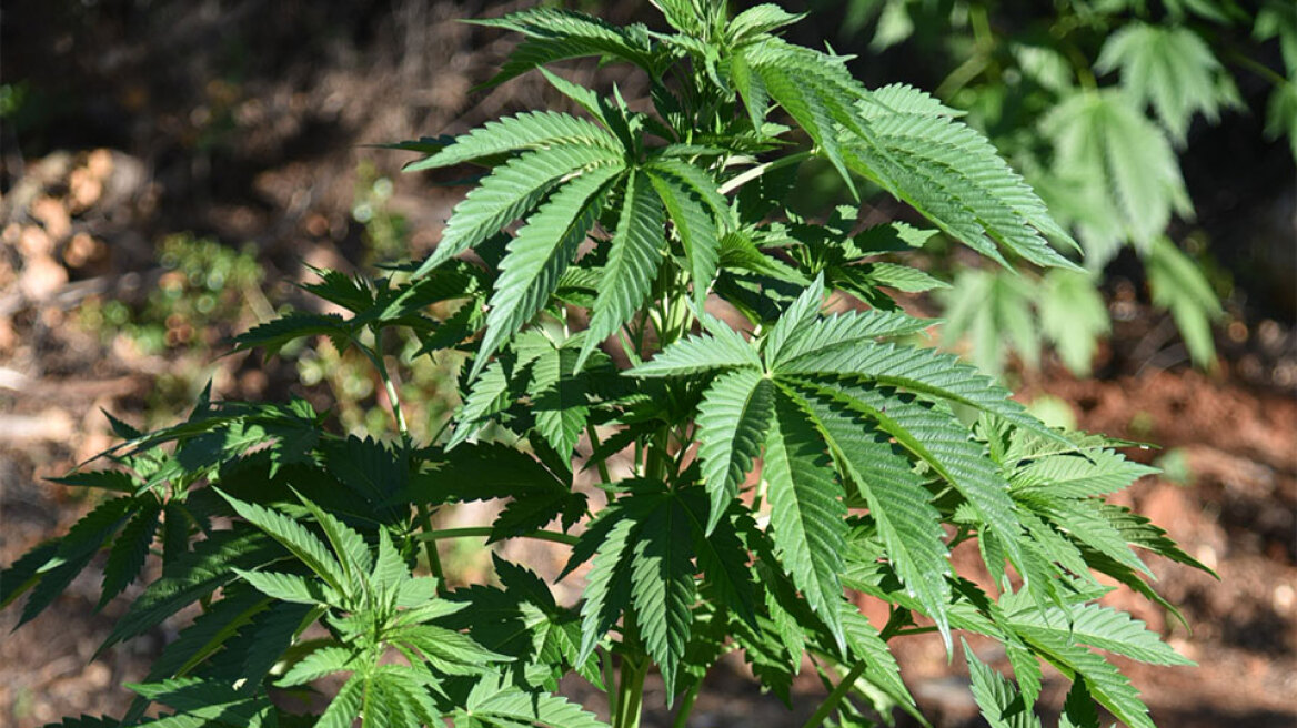 Κρήτη: Εντοπίστηκε φυτεία κάνναβης στα Σφακιά με περισσότερα από 1.500 δενδρύλλια (βίντεο)