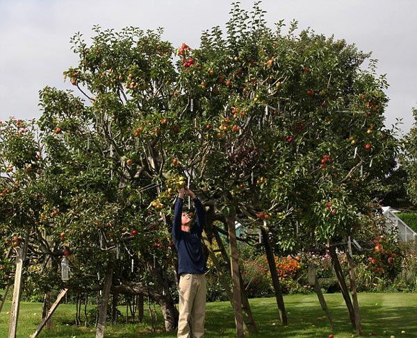 Εντυπωσιακό: Μηλιά παράγει 250 διαφορετικές ποικιλίες μήλων! (φωτο)