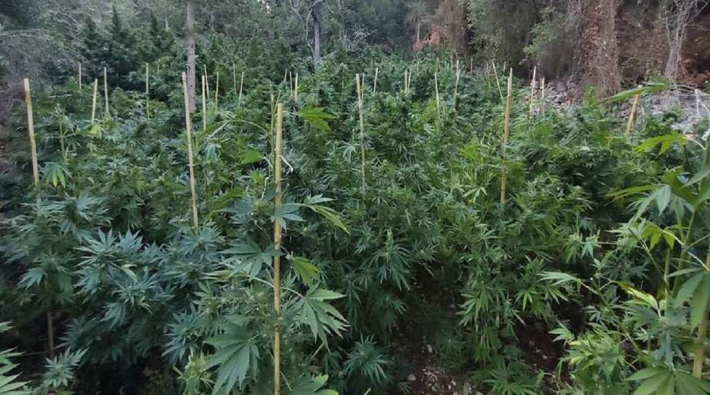 Χανιά: «Ορφανή» χασισοφυτεία με πάνω από 1.700 δενδρύλλια