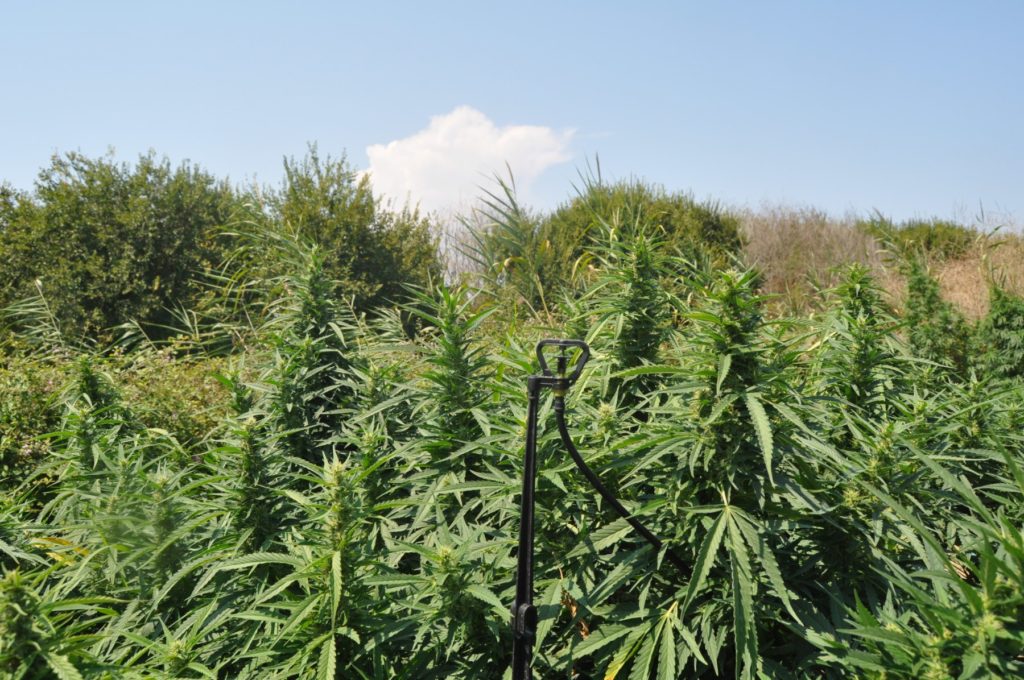 Ηλεία: Χειροπέδες σε άνδρα που έκρυβε μίνι χασισοφυτεία και μισό κιλό κάνναβης σε αυτοσχέδιο κτίσμα