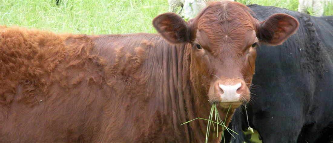 Μέτσοβο: Κεραυνός σκότωσε πέντε αγελάδες