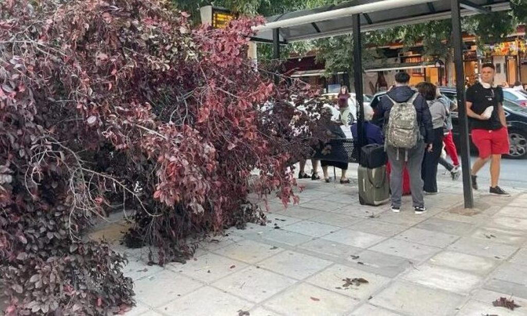 Θεσσαλονίκη: Έπεσε δέντρο σε πεζοδρόμιο στην Εγνατία (βίντεο)