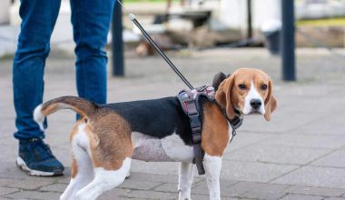 Θεσσαλονίκη: Πρόστιμο 300 ευρώ σε 18 άτομα επειδή δεν έβαλαν λουρί στους σκύλους τους