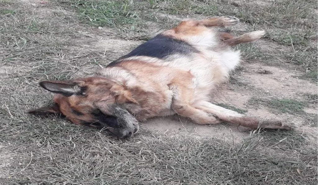 Καρδίτσα: Επικήρυξε με 2.000 ευρώ τους αγνώστους που έριξαν φόλες σε δύο σκυλιά του