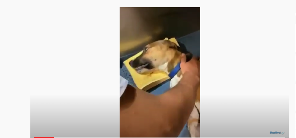 Θεσσαλονίκη: Ταυτοποιήθηκε η οδηγός ΙΧ που παρέσυρε σκύλο και τον παράτησε αιμόφυρτο