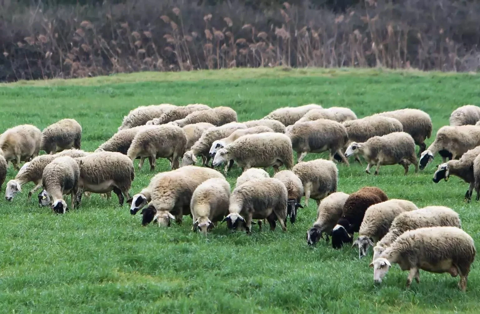 Αρνάκι Λήμνου: Προϊόν Προστατευόμενης Γεωγραφικής Ένδειξης από την Κομισιόν