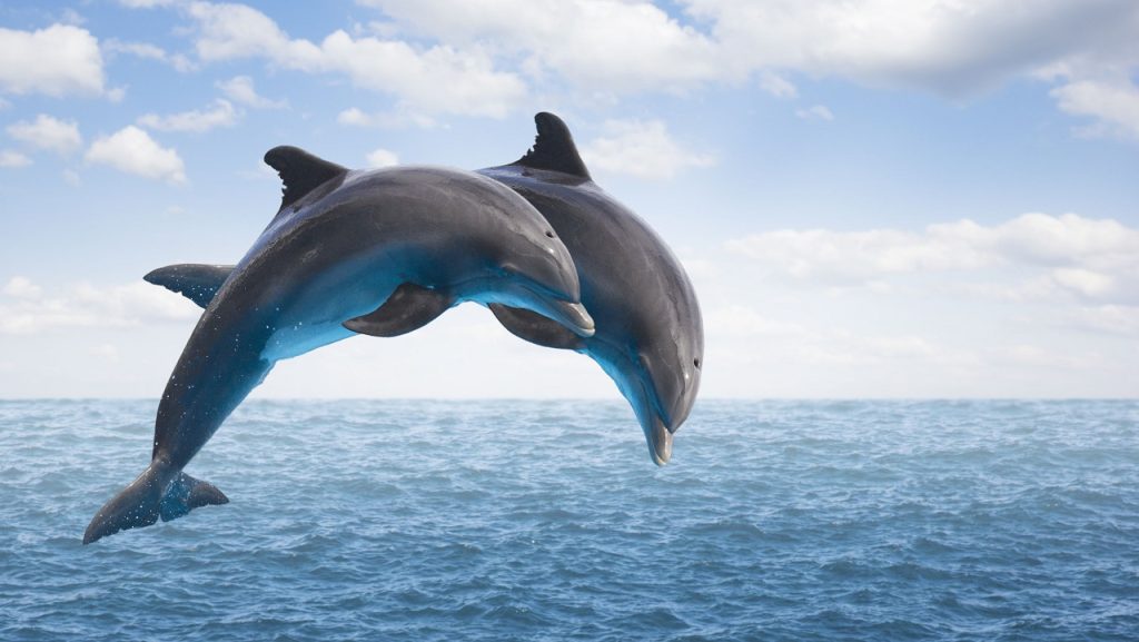 Τρομερές εικόνες στη Θεσσαλονίκη: Δελφίνια κάνουν βουτιές μπροστά στον Θερμαϊκό (βίντεο)
