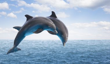 Τρομερές εικόνες στη Θεσσαλονίκη: Δελφίνια κάνουν βουτιές μπροστά στον Θερμαϊκό (βίντεο)