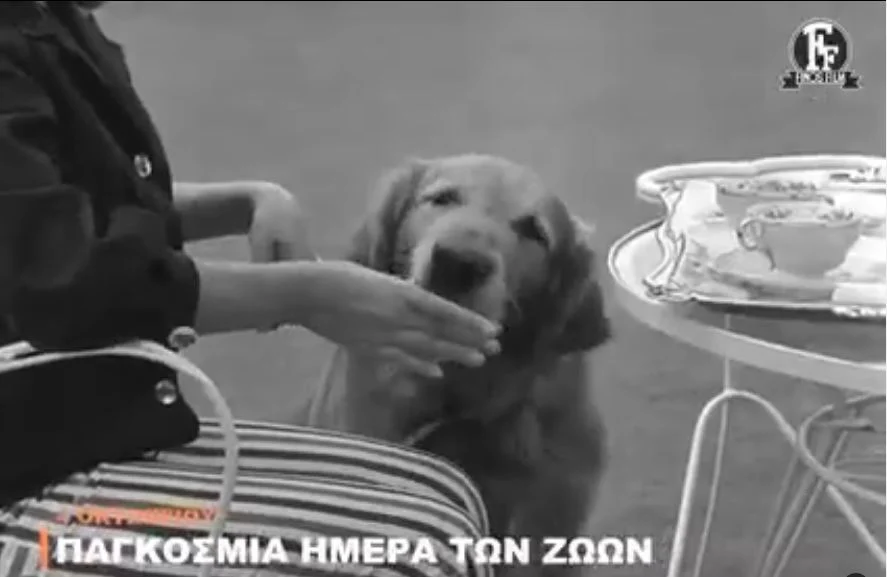 Το βίντεο της Finos Film για την Παγκόσμια Ημέρα των Ζώων – Οι καλύτερες σκηνές με πρωταγωνιστές… τα ζώα