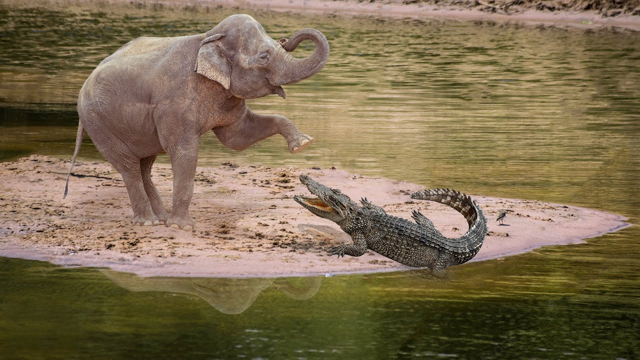 Ζιμπάμπουε: Βούτηξε στο ποτάμι να σωθεί από ελέφαντα – Tον διαμέλισε κροκόδειλος (σκληρή εικόνα)