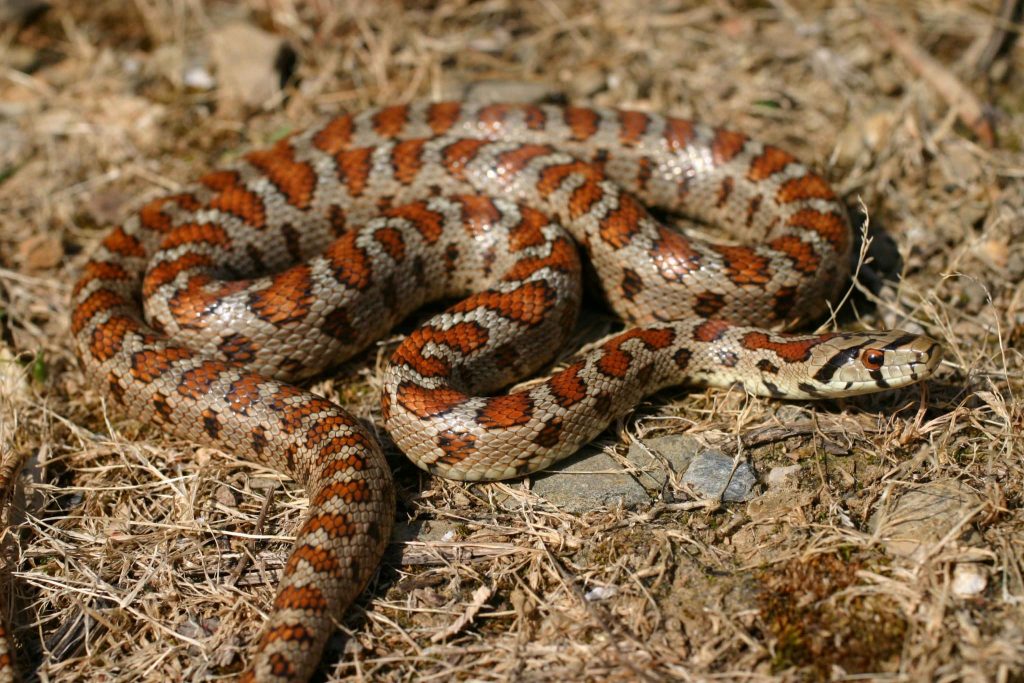 Λαγκαδάς: Εντελώς ακίνδυνα είναι τα φίδια που βρέθηκαν σε νηπιαγωγείο