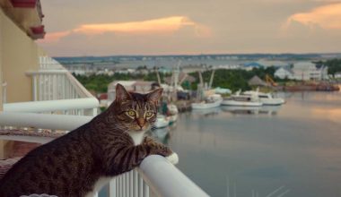 Απίστευτη ιστορία: Γάτα «ταξίδεψε» 1.610 χλμ. & επανενώθηκε με την οικογένειά της μετά από 9 χρόνια