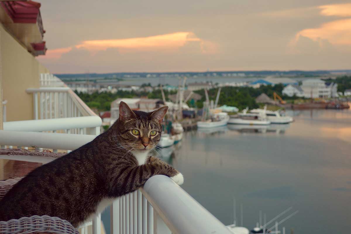 Απίστευτη ιστορία: Γάτα «ταξίδεψε» 1.610 χλμ. & επανενώθηκε με την οικογένειά της μετά από 9 χρόνια