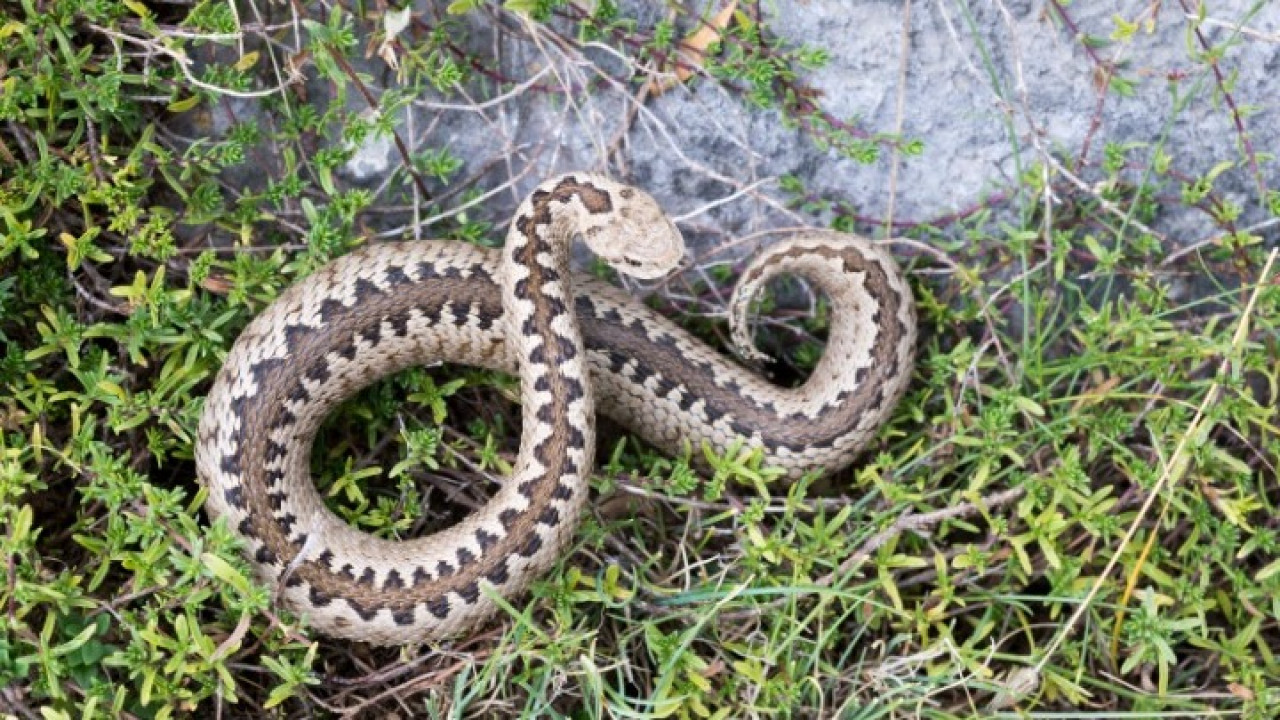 Λαγκαδάς: Βρέθηκε φωλιά με οχιές μέσα σε νηπιαγωγείο (βίντεο)