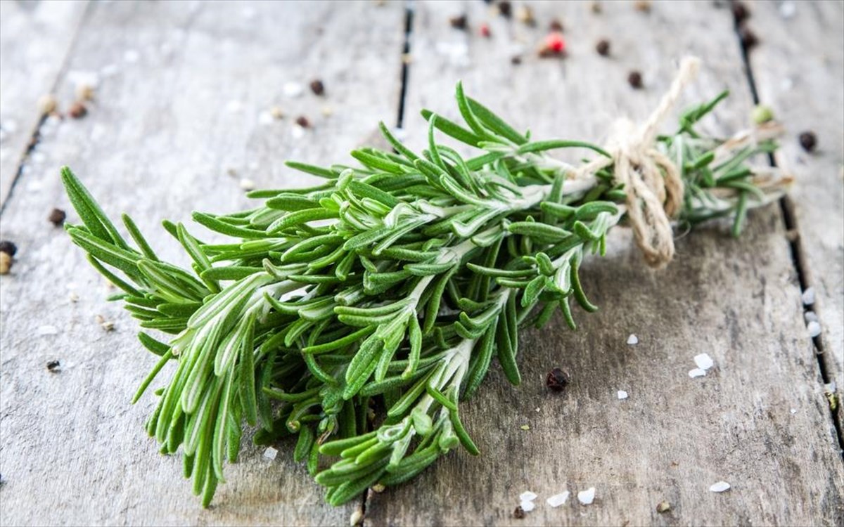 Αυτά είναι τα οφέλη του ελαίου δεντρολίβανου – Πως θα το φτιάξετε