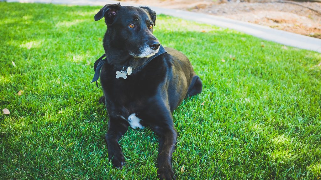 Νέα απίστευτη κακοποίηση ζώου: Άνδρας βασανίζει τον σκύλο του με ηλεκτροσόκ