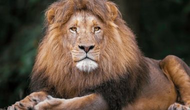 Τσεχία: Σάλος με ζωολογικό κήπο που τάισε νεκρή καμηλοπάρδαλη σε λιοντάρια
