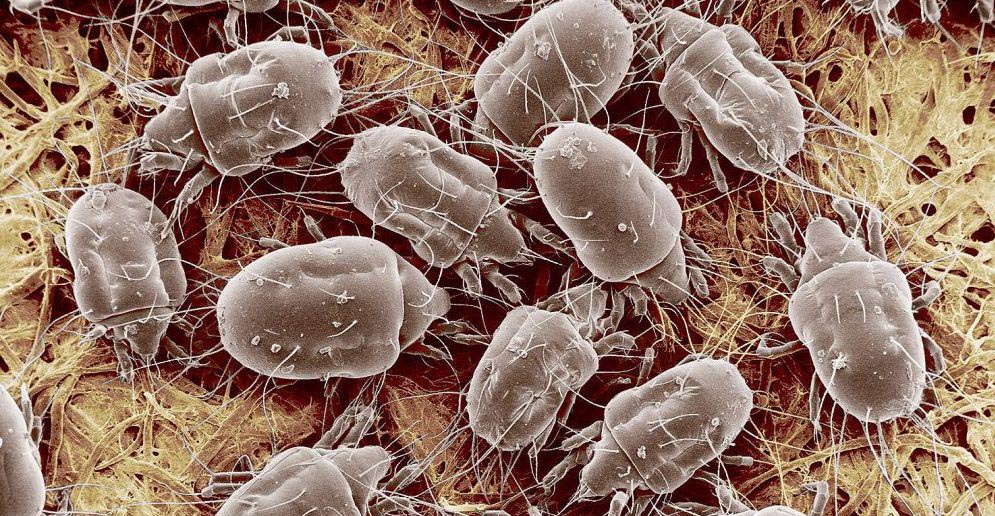 Ακάρεα σκόνης: Πότε προκαλούν αλλεργίες και ποιος είναι ο καλύτερος τρόπος μείωσής τους;