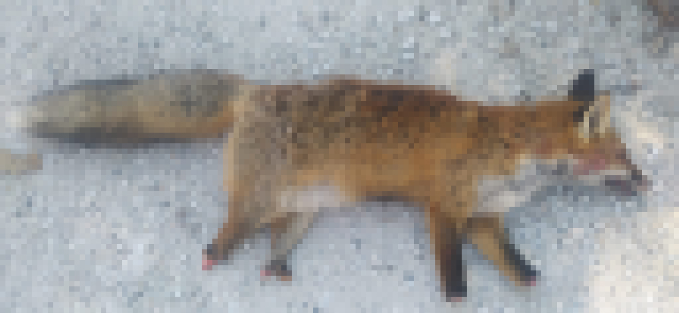 Καστοριά: Βασάνισαν και ακρωτηρίασαν αλεπού – Πέθανε από αιμορραγία (φωτο)