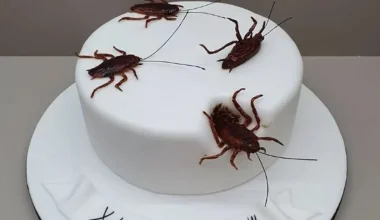 Εσύ θα την έτρωγες; – Ζαχαροπλαστείο στην Κόρινθο έφτιαξε τούρτα με… κατσαρίδες και έχει γίνει viral