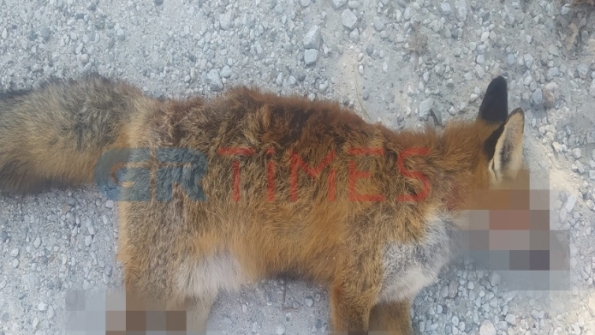 Καστοριά: Θανάτωσαν με πρωτοφανή βαρβαρότητα αλεπού