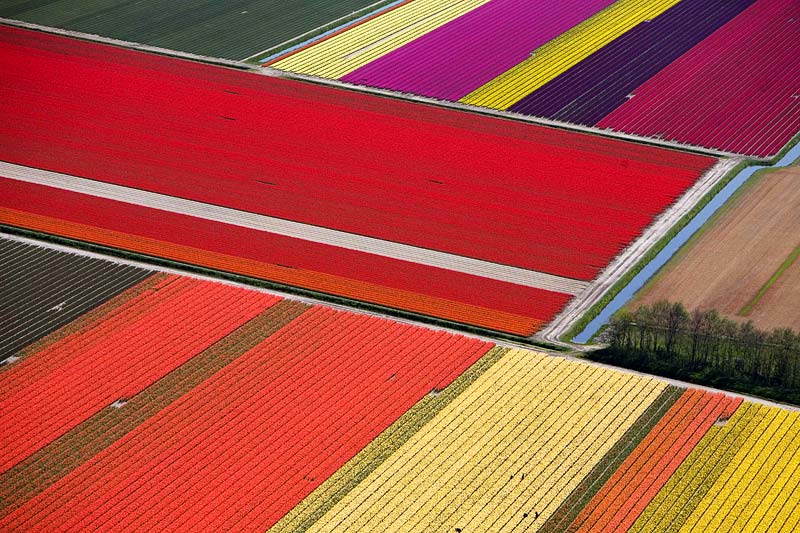 Εντυπωσιακό θέαμα: «Έκρηξη» χρωμάτων στα χωράφια της Ολλανδίας! (φωτο)