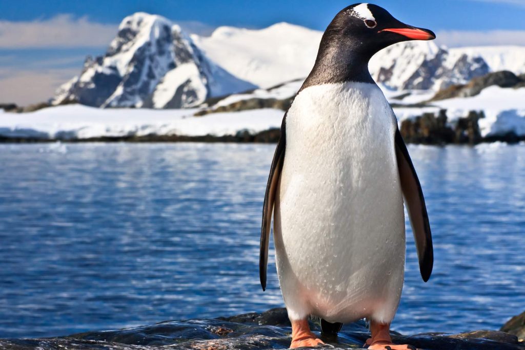 Ανταρκτική: Τέσσερις γυναίκες πάνε στο πιο απομακρυσμένο σημείο του κόσμου για να μετράνε… πιγκουίνους