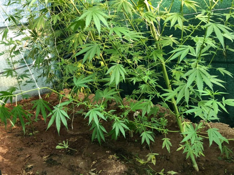 Χαλκιδική: Άνδρας «φρουρούσε» τα χασισόδεντρα με… τόξα, καραμπίνα και μαχαίρια